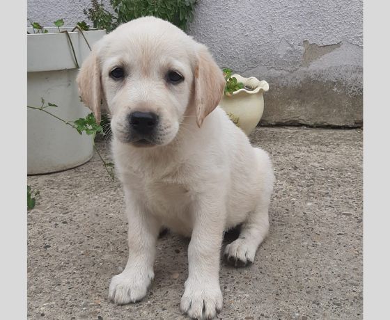 Labrador Retriever